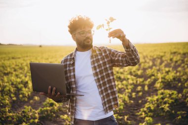 Agronomist examining soybean plants while holding a laptop, surrounded by a cultivated field at sunset, showcasing dedication to sustainable farming
