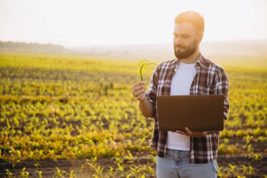 Bearded agronomist holding laptop and examining corn sprout in cultivated field at sunset, agricultural activity and technology concept