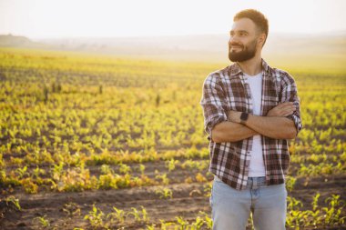 Bearded agronomist looking away with crossed arms in a cultivated corn field at sunset, enjoying his successful harvest
