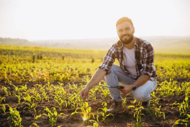 Agronomist holding a clipboard while inspecting corn crops at sunset, carefully analyzing growth in a cultivated field