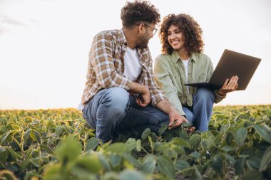 Two agronomists crouching in a soybean field, examining plants and using a laptop for analysis