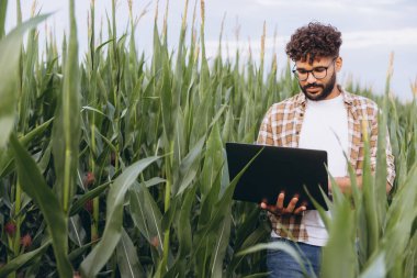 Agronomist working on a laptop while inspecting a corn plantation, analyzing crop data and monitoring growth in a vibrant field