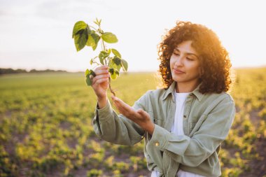 Young curly agronomist woman holding and examining soybean plant in cultivated field at sunset