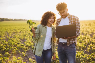 Two agronomists analyzing a soybean plant using a laptop in a cultivated field at sunset, implementing innovative technologies in agriculture