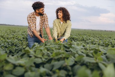 Two smiling agronomists are checking the growth of soybean plants in a large field, demonstrating teamwork and expertise in agriculture