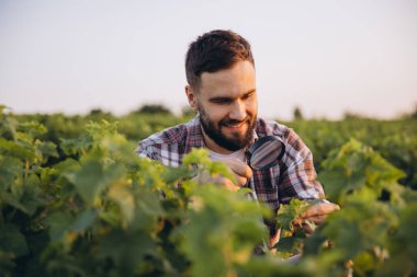 Young agronomist examining plants with magnifying glass, working in a currant field during a sunny day