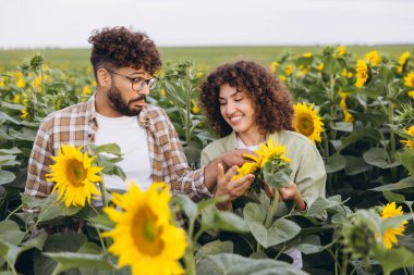 Two agronomists examining sunflowers in a vibrant field, discussing the plants' growth, health, and potential for sustainable farming