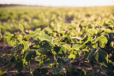 Bir tarlada yetişen soya fasulyesi bitkilerinin yakınında batan güneşin sıcak altın ışığıyla aydınlanır.