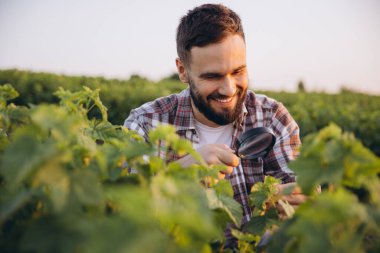 Bearded agronomist smiling and inspecting crops with magnifying glass in a currant field at sunset