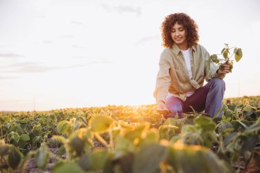 Young female agronomist crouching in a soybean field at sunset, examining the health of the plants