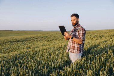 Bearded agronomist using tablet and inspecting wheat field growth, innovative technology in agriculture
