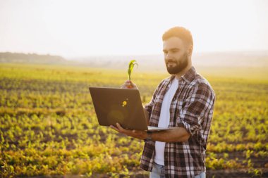 Bearded agronomist holding a corn sprout and using a laptop for analysis in a cultivated field at sunset