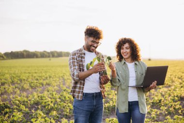 Two smiling agronomists are examining a soybean plant and using a laptop in a cultivated field, performing quality control of the crops
