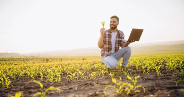 Bearded agronomist analyzing corn sprouts while holding a laptop, immersed in a cultivated field during a stunning sunset