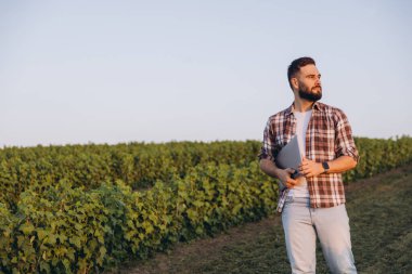 Bearded agronomist with laptop inspecting currant bushes in a large agricultural field at sunset