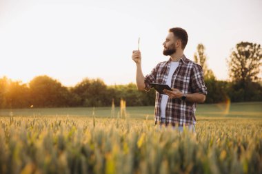 Bearded agronomist examining wheat stalks in a field at sunset, holding a tablet for data collection and analysis