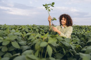 Curly haired woman agronomist examining soybean plants while analyzing crop health in a well cultivated field under clear skies