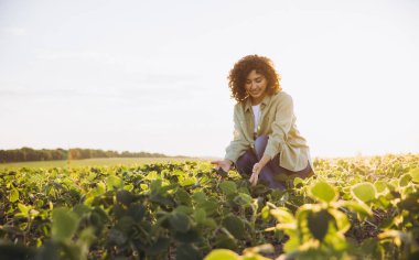 Young agronomist inspecting soybean plants in a cultivated field during a vibrant sunset, focusing on crop health and growth