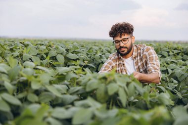 Young agronomist examining the growth of soybean plants in a vast cultivated field, showcasing dedication to sustainable farming practices