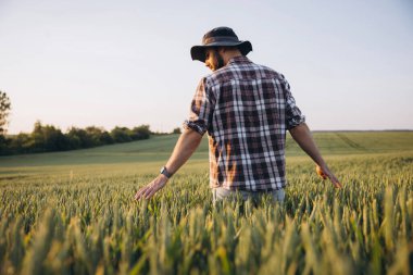 Agronomist walking through a vibrant green wheat field, gently touching the ears of grain while enjoying the warm glow of sunset