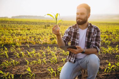 Agronomist holding corn sprout and using tablet in cultivated field at sunset, examining plant growth and development