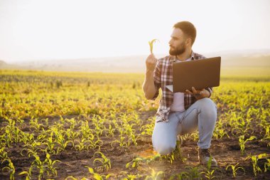 Agronomist analyzing corn crops while using a laptop in a cultivated field during a picturesque sunset, showcasing rural innovation