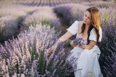 Young woman in white dress picking lavender flowers in a large field, creating a fragrant bouquet