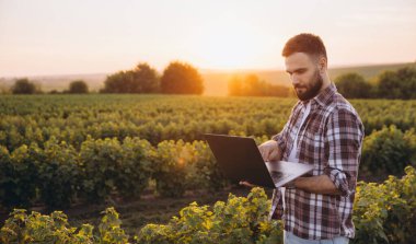 Agronomist working on a laptop in a currant field during sunset, harnessing technology for innovative and sustainable farming practices