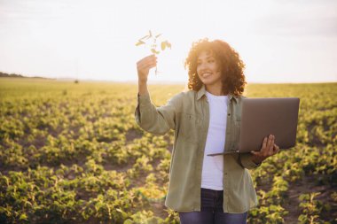 Woman agricultural engineer using computer analyzing soybean sprout at sunset in cultivated field