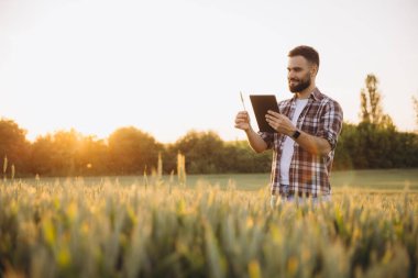 Bearded agronomist comparing a wheat ear with data on a tablet, standing in a wheat field at sunset