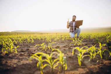 Agronomist analyzing corn seedling growth while using laptop for data collection in cultivated field
