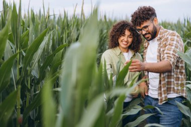 Two agronomists inspecting corn crops in a field, closely examining plant growth and health while enjoying the summer outdoors