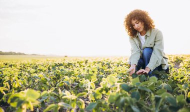 Crouching in a cultivated soybean field, an agronomist inspects plants under the warm glow of sunset, focusing on crop health and growth