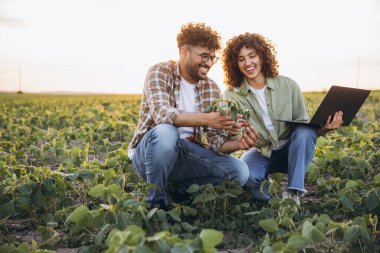 Two smiling agronomists are squatting in a soybean field at sunset, examining a plant and using a laptop