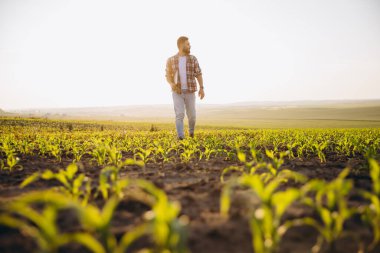 Bearded agronomist walking through a cornfield, holding a tablet while inspecting crops during a picturesque sunset, embracing nature's beauty