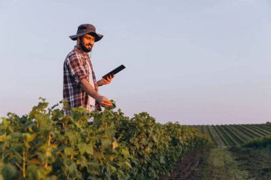 Bearded agronomist with hat using tablet and examining currant plants in a cultivated field, innovative technology in agriculture