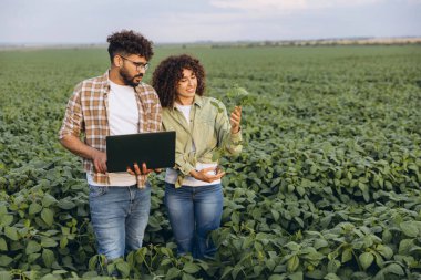 Interracial team of agronomists using laptop and inspecting growth of soybean plants in cultivated field