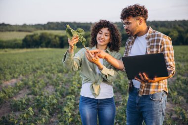 Two agronomists analyzing a soybean plant using a laptop in a field, performing quality control and growth check