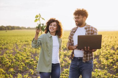 Two agronomists are examining the growth of soybean plants in a field, utilizing a laptop for data analysis and crop management