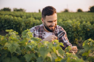 Young agronomist examining currant plants with magnifying glass, ensuring quality control in a cultivated field