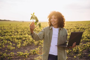 Smiling female agronomist examining soybean plant and holding laptop, standing in cultivated field at sunset