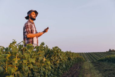 Bearded agronomist using a tablet while inspecting currant shrubs in a cultivated field, basking in the warm glow of sunset