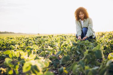 Young agronomist with curly hair inspecting soybean plants at sunset, surrounded by a cultivated field, embracing the beauty of nature