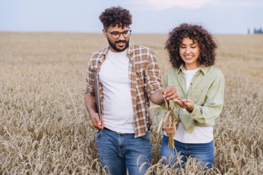 Two agronomists are smiling and walking through a wheat field while holding and checking wheat ears, and a tablet