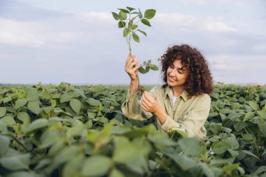 Young agronomist examining the roots of a soybean plant in a cultivated field, ensuring healthy crop growth
