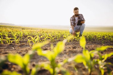 Bearded agronomist crouching in corn field using digital tablet and examining crops during sunset