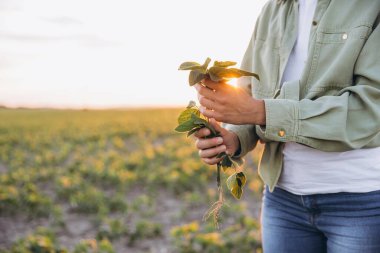 Woman farmer holding a vibrant soybean sprout in her hands, surrounded by a lush cultivated soybean field during a beautiful sunset