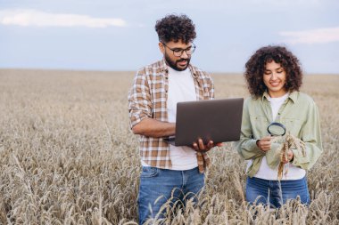 Two agronomists are examining wheat stalks in a field, utilizing a magnifying glass and a laptop for their research