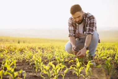 Agronomist crouching in a cornfield at sunset, using a magnifying glass to inspect and analyze crops for quality and growth