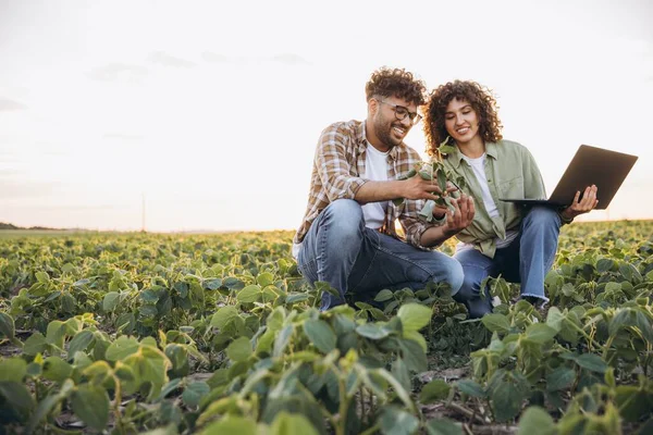 Two smiling agronomists are squatting in a soybean field, examining a plant and using a laptop at sunset